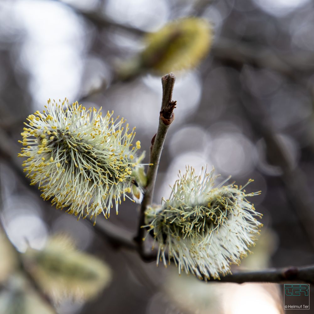 Pollen