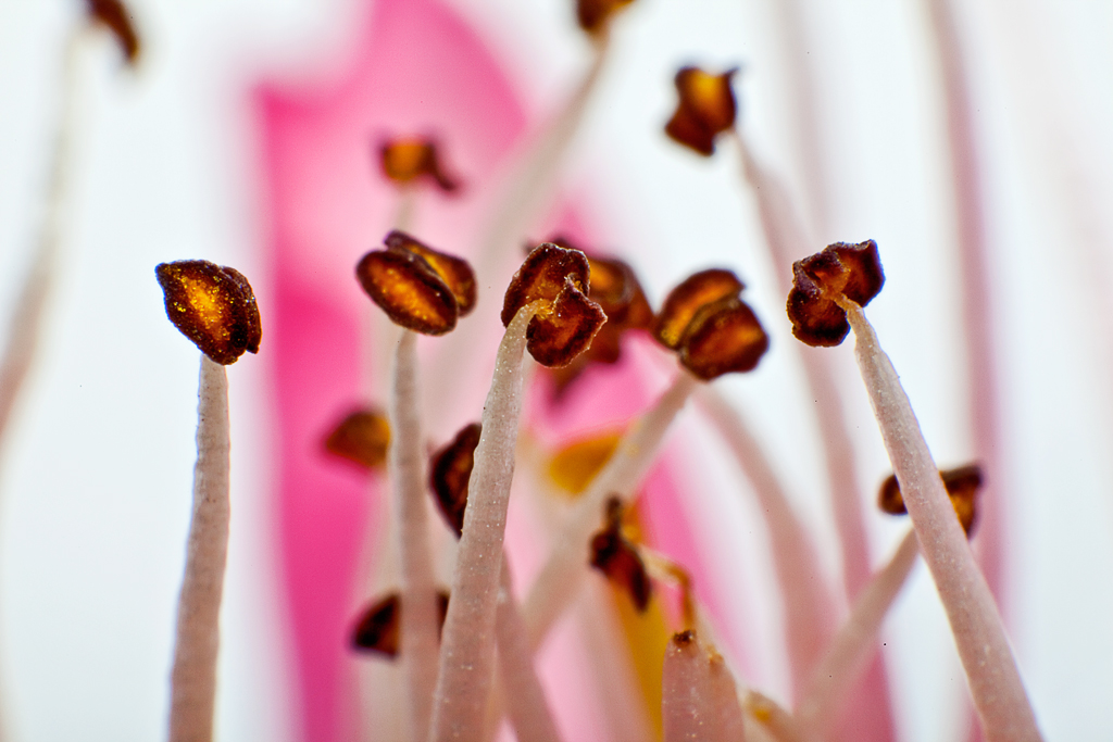 Pollen einer Pfirsich Blume