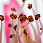 Pollen einer Pfirsich Blume