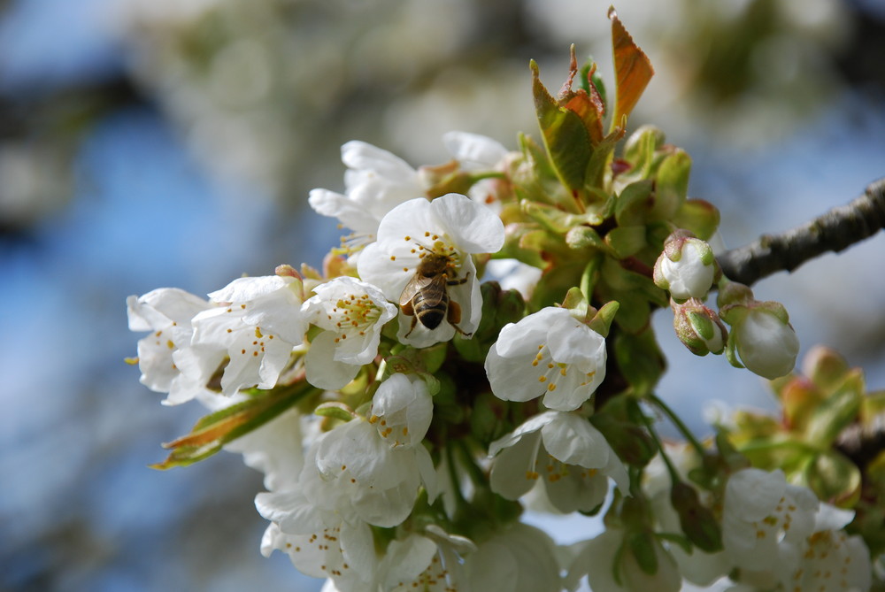 Pollen-Flug