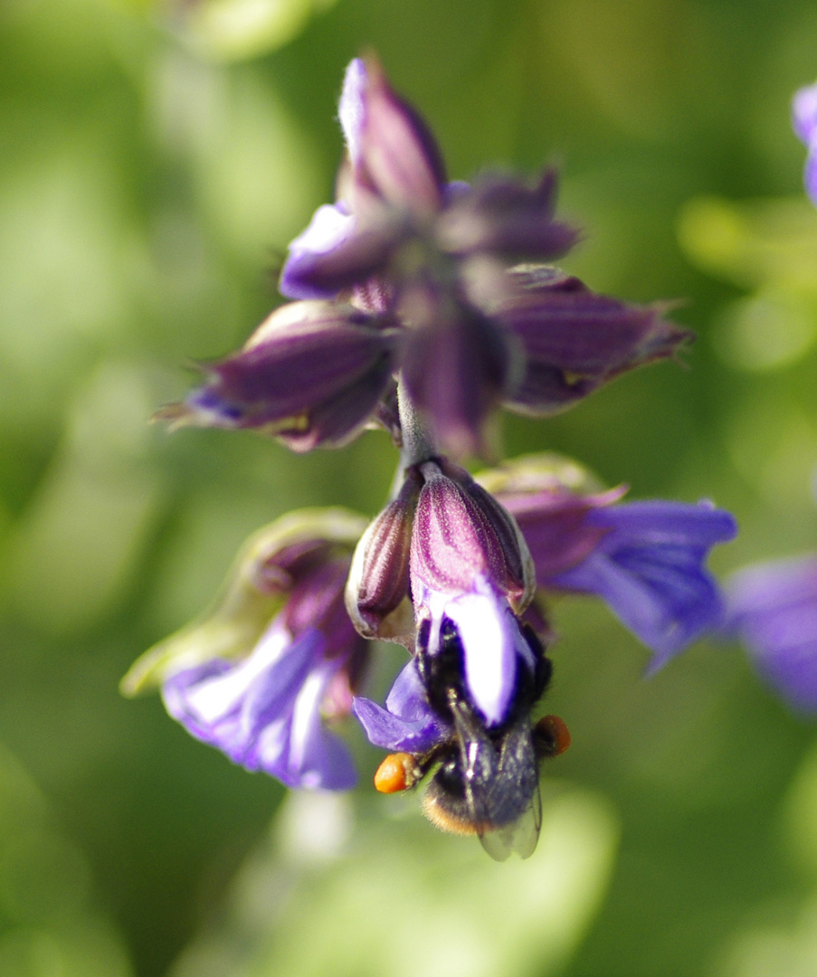 Pollen frachter