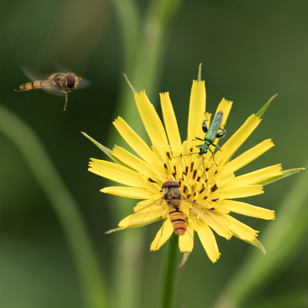 Pollen für umme