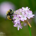 Pollen gefangen