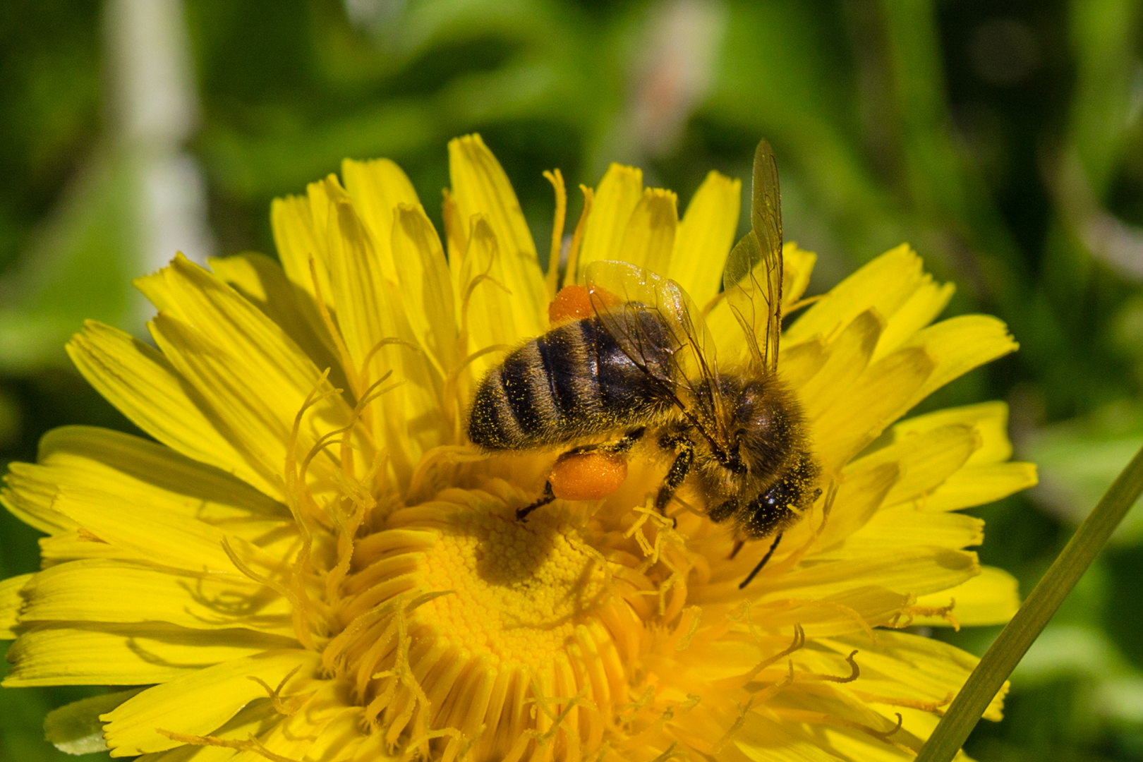 Pollen-Höschen