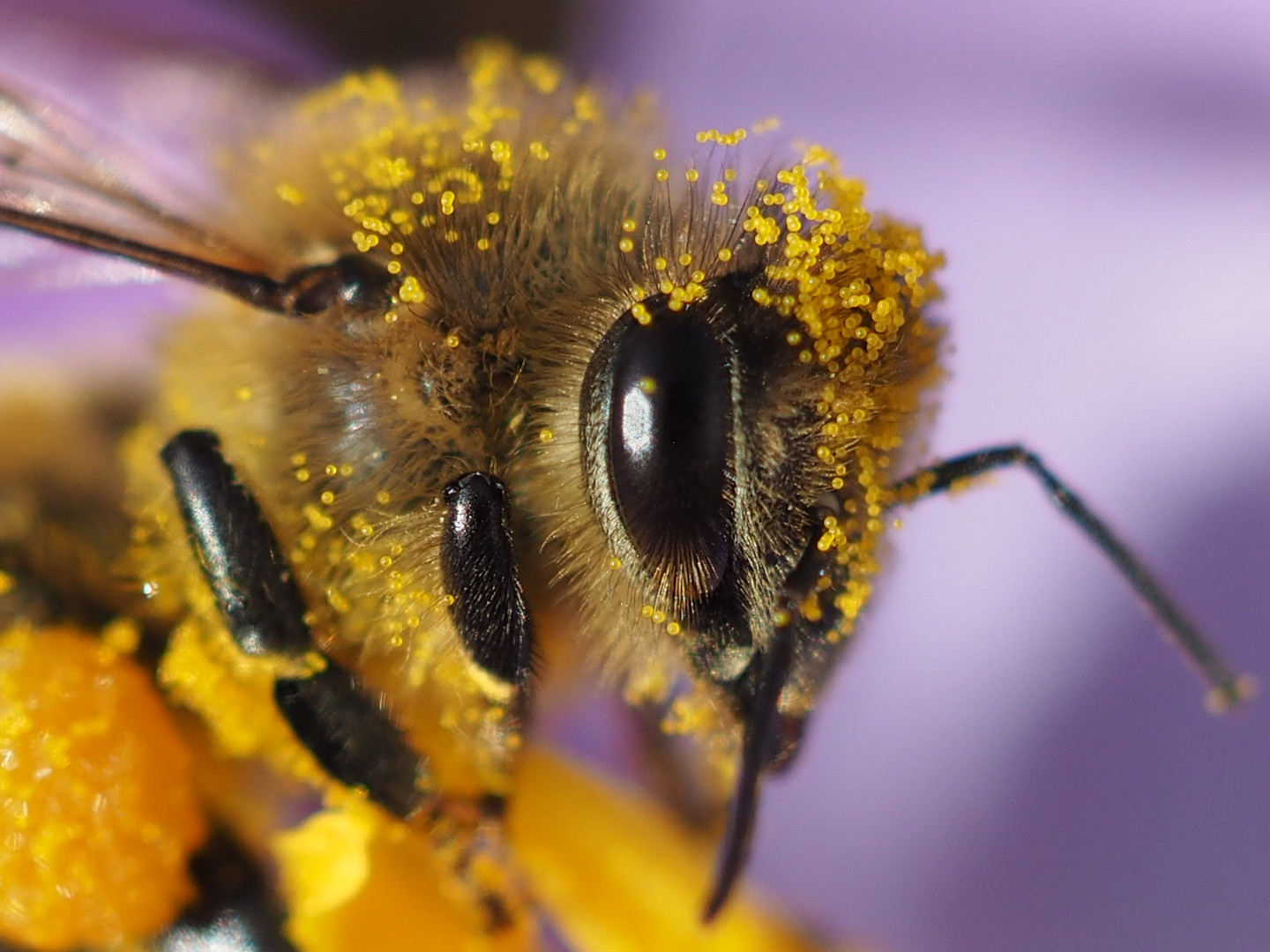 Pollen im Pelz