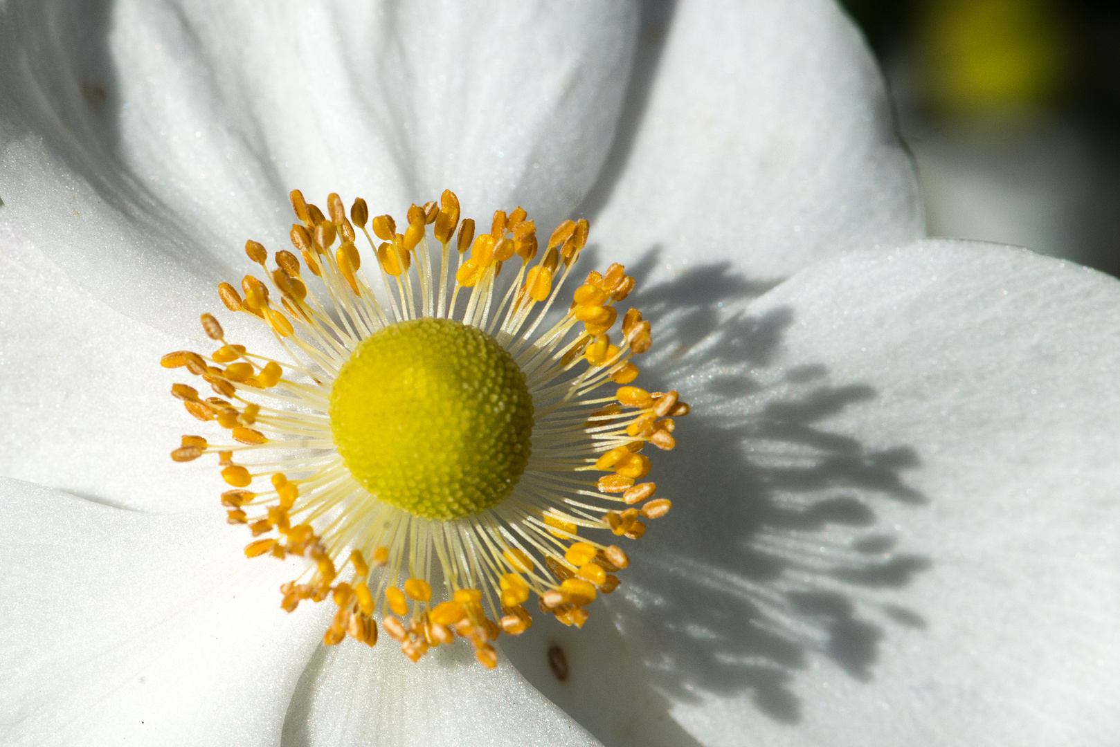 Pollen im Sonnenschein