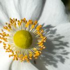 Pollen im Sonnenschein