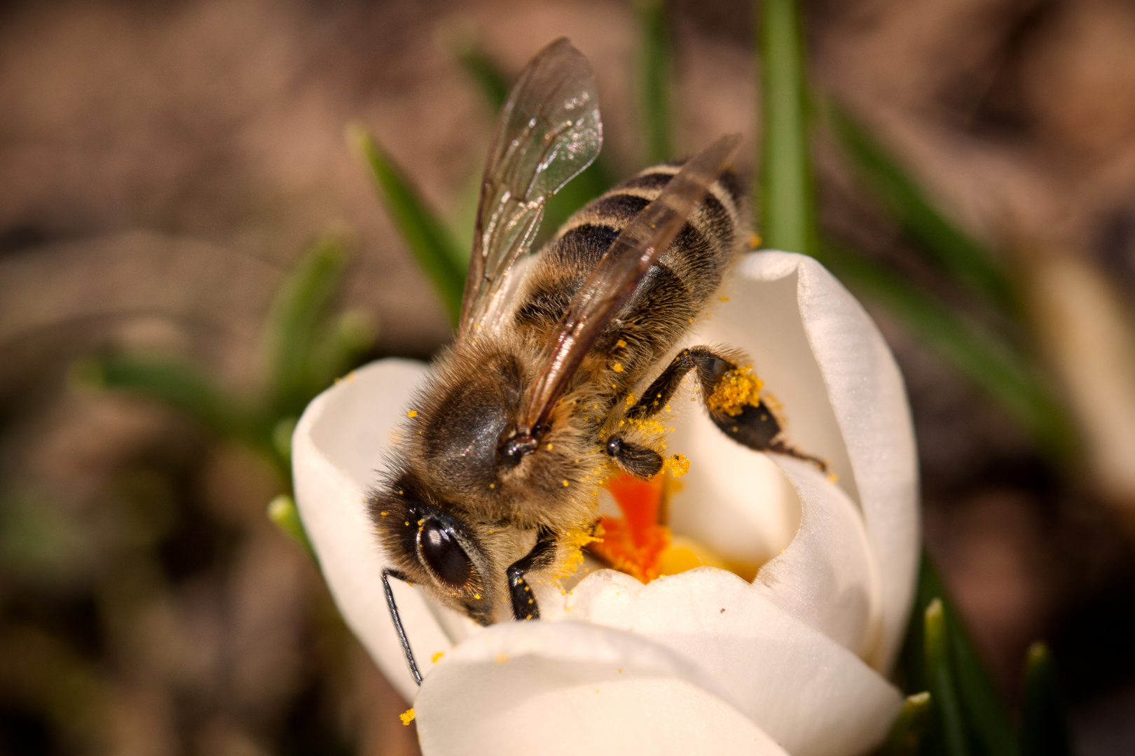 Pollen im Überfluß