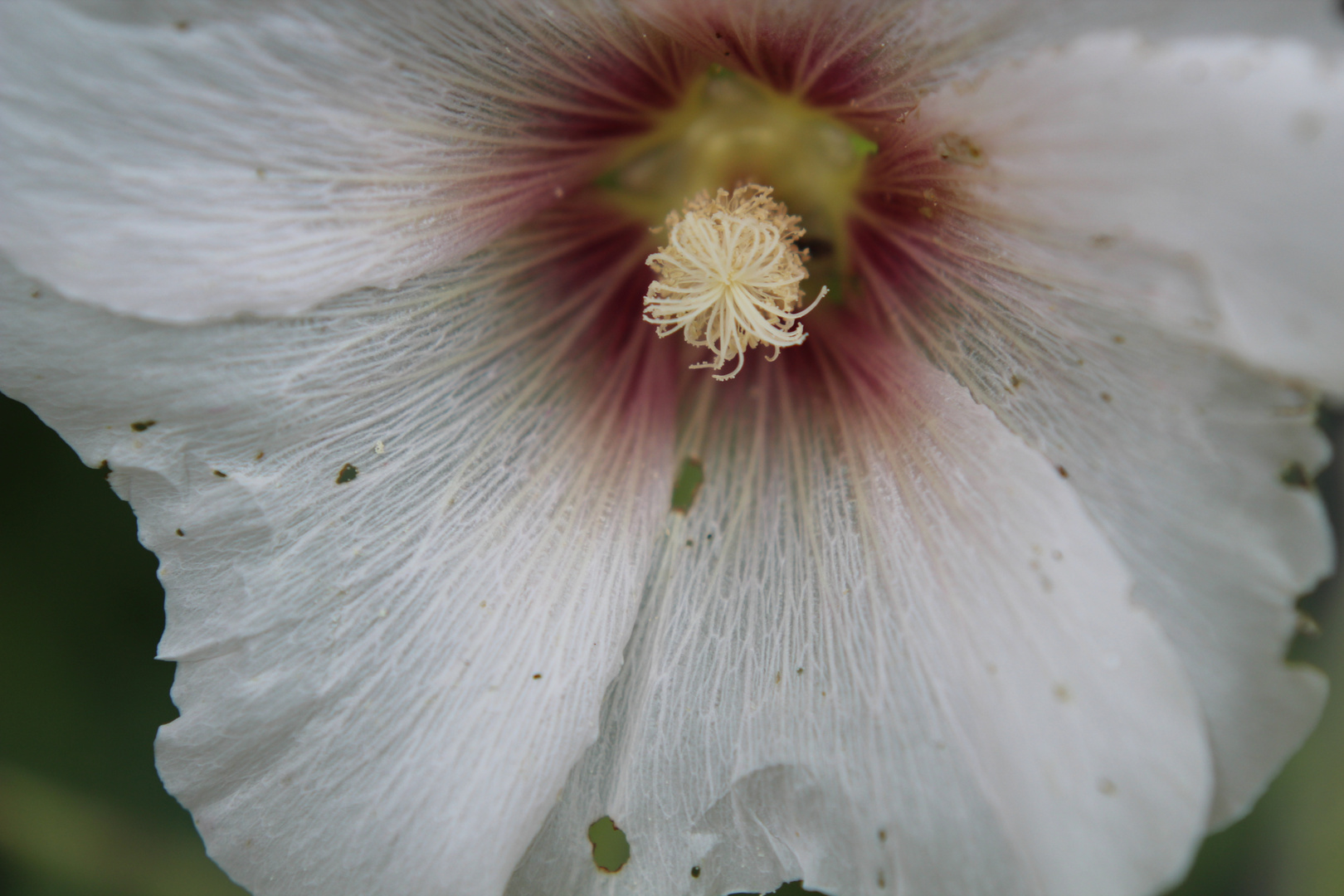 Pollen in der Blüte