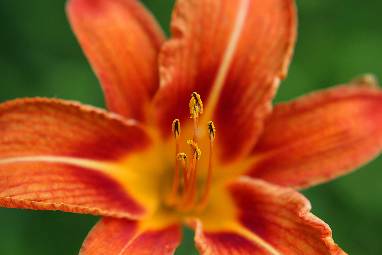 Pollen in der Blüte II