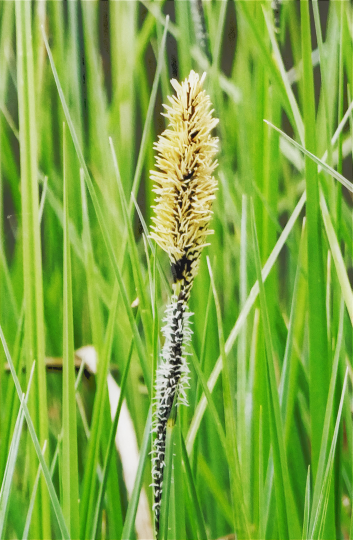 Pollen in der Luft