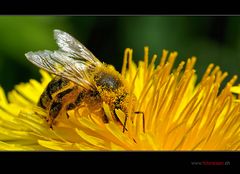 Pollen machen blind