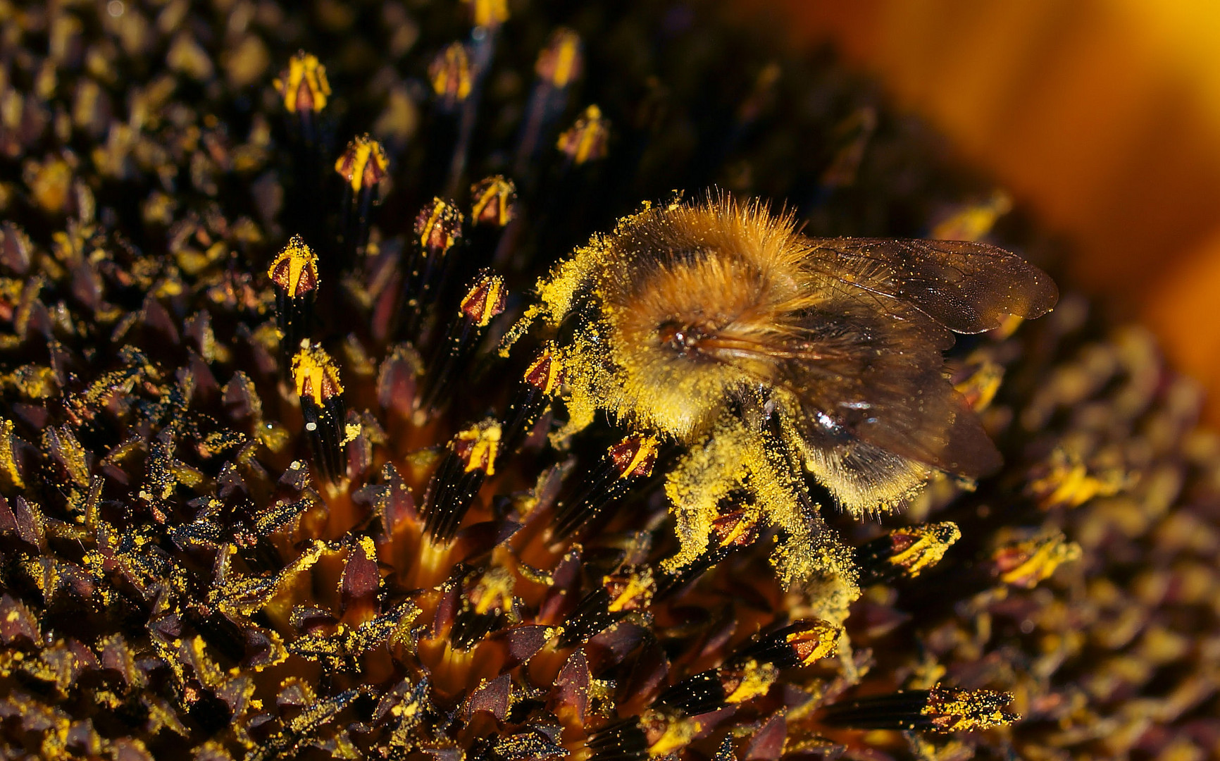 Pollen machen schön...