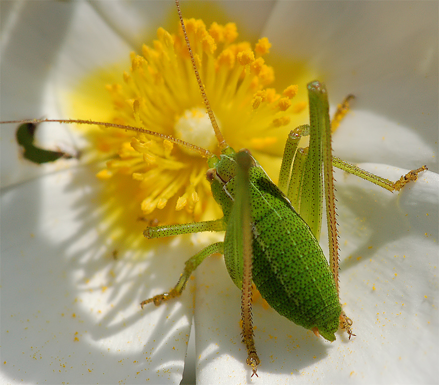 pollen madness