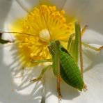 pollen madness