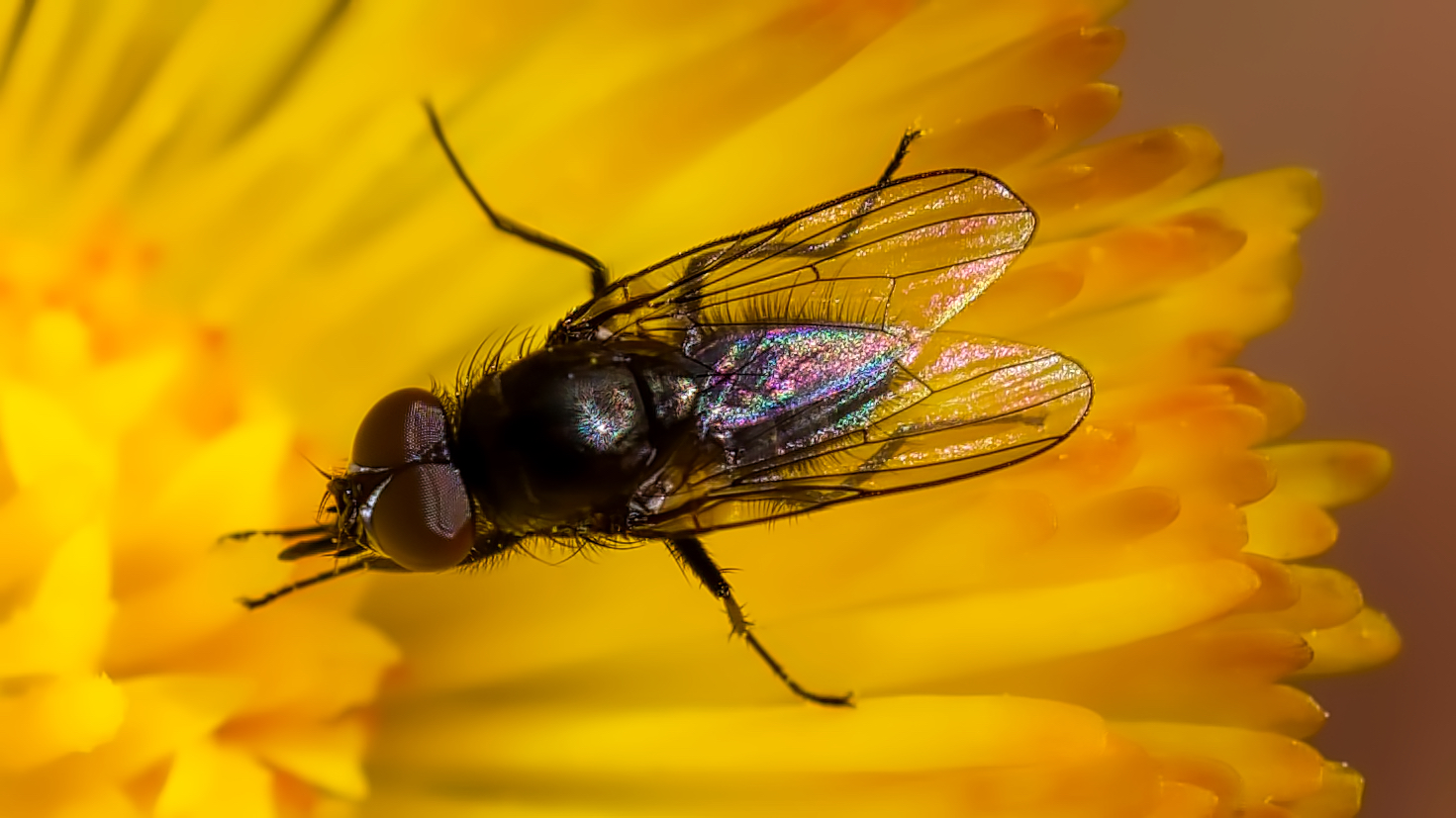 Pollen Mahlzeit