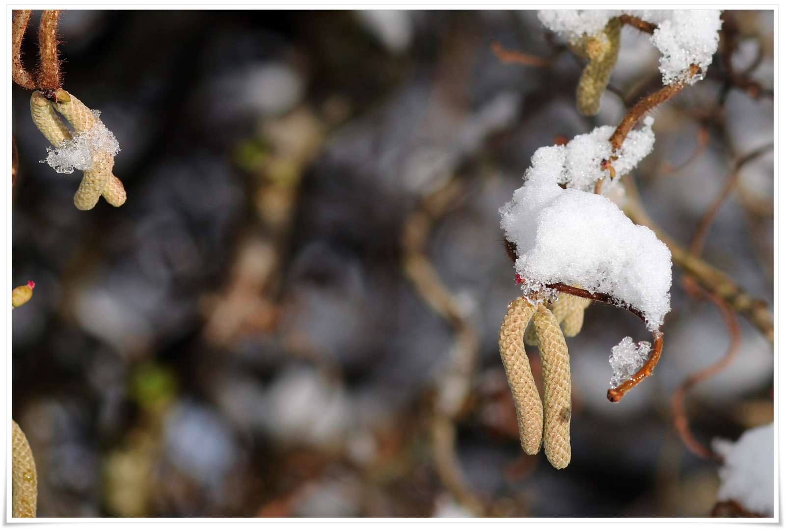 Pollen mit Schnee