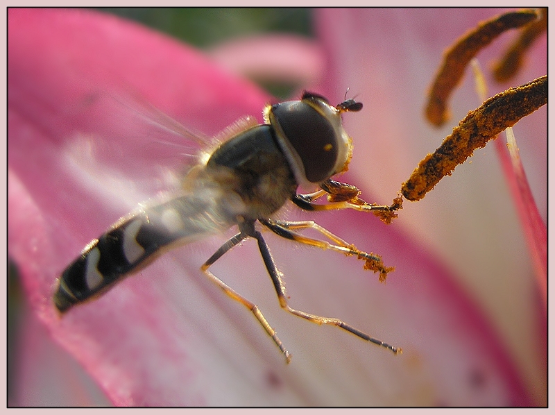 pollen picker