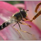 pollen picker