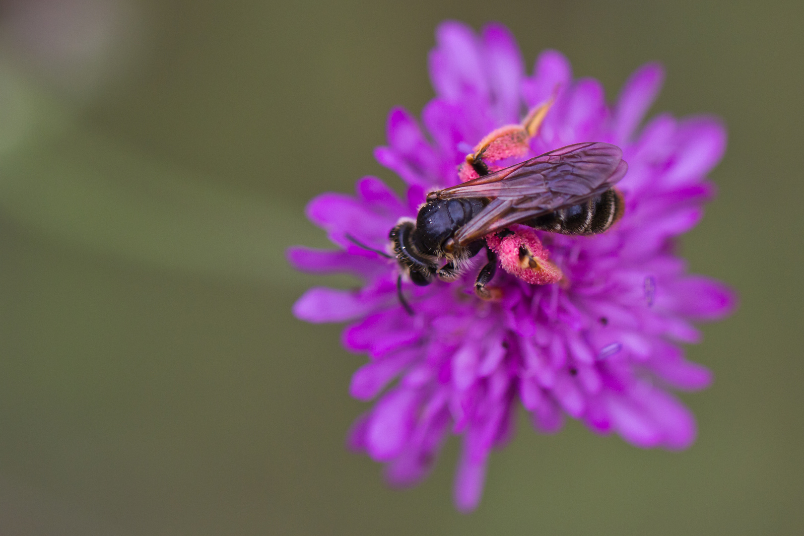 Pollen rose