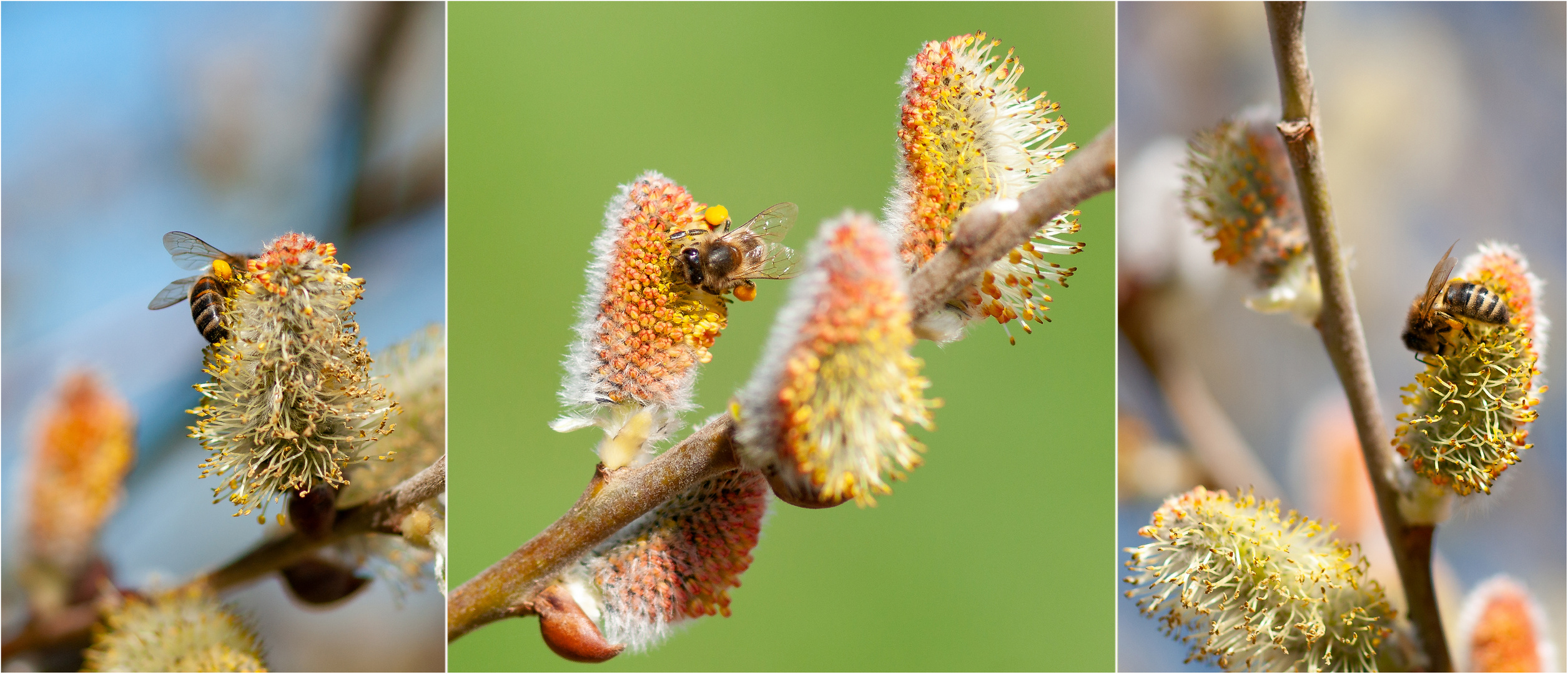 Pollen- Sammelflug