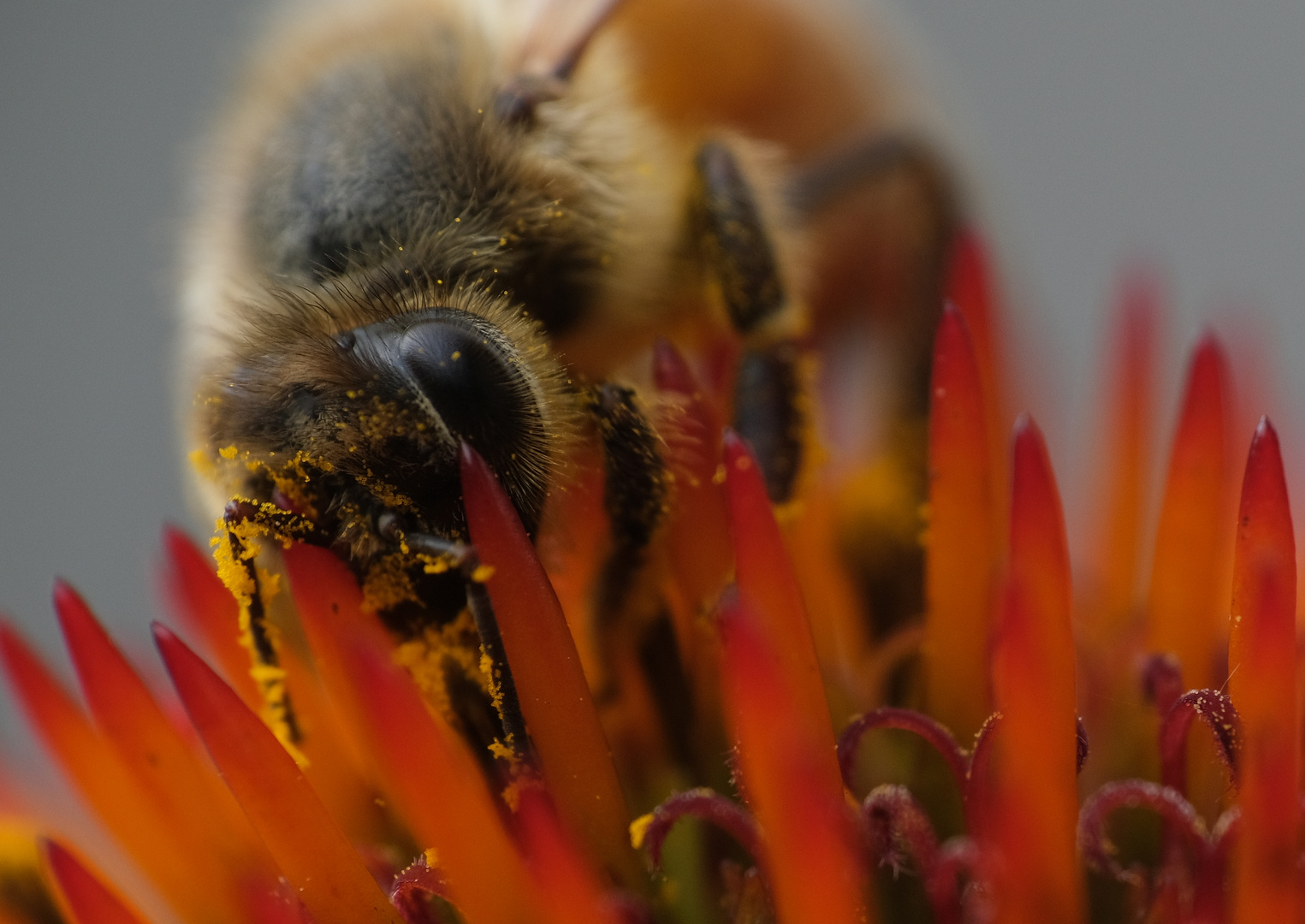 Pollen sammeln 