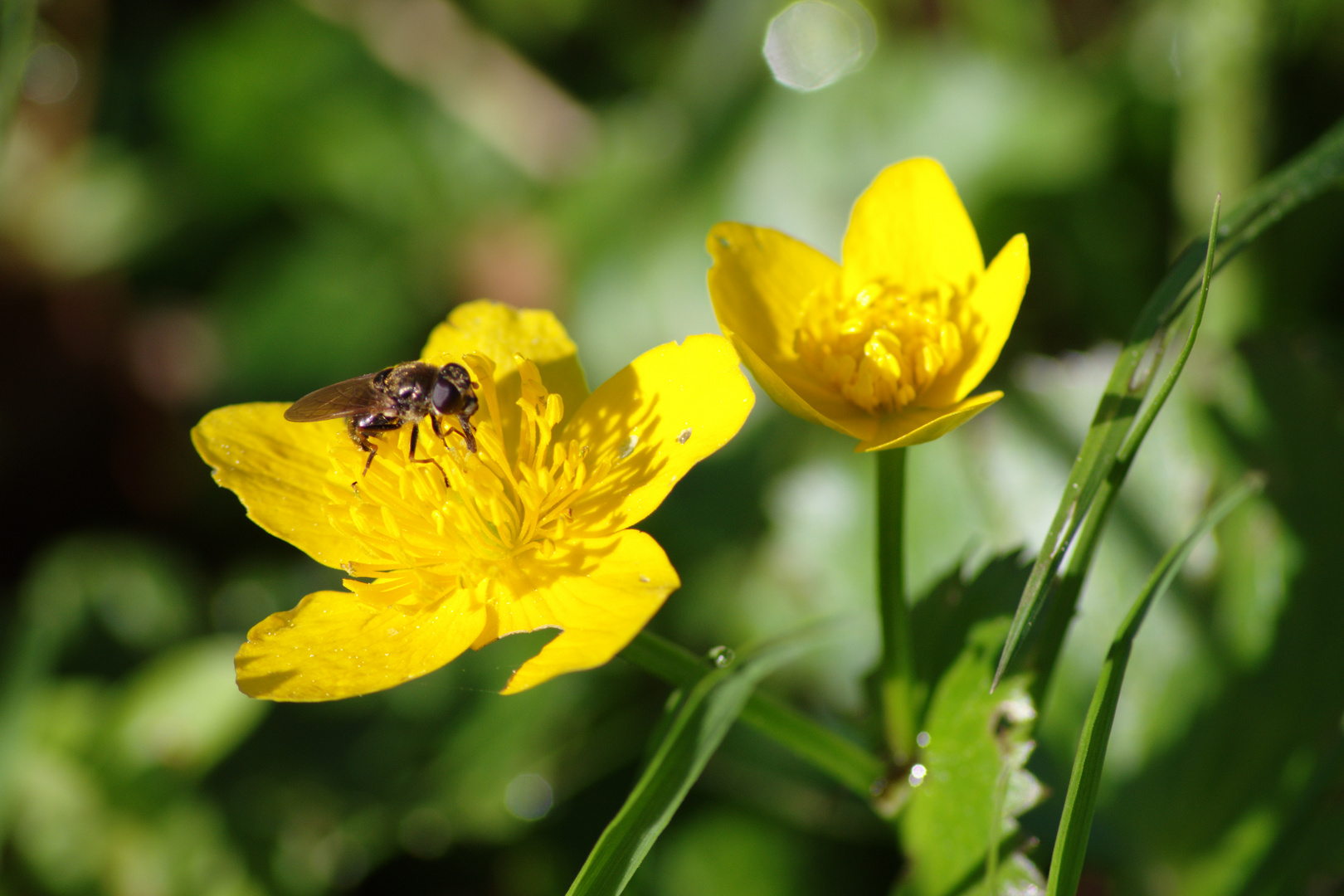 Pollen sammeln