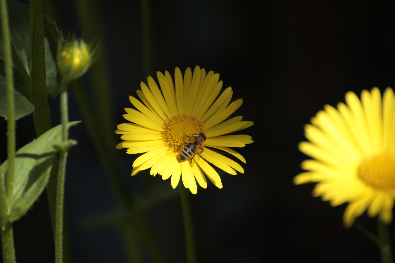 Pollen sammeln 2