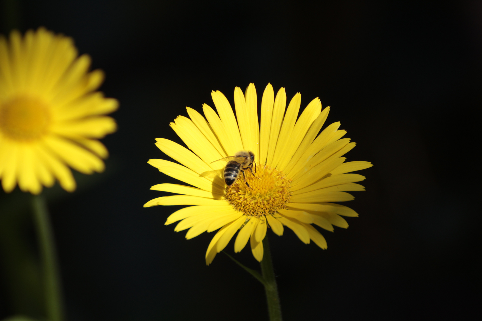 Pollen sammeln 3