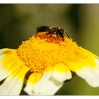 Pollen sammeln (3)