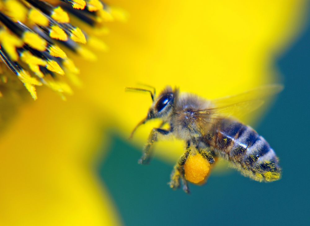 Pollen sammeln