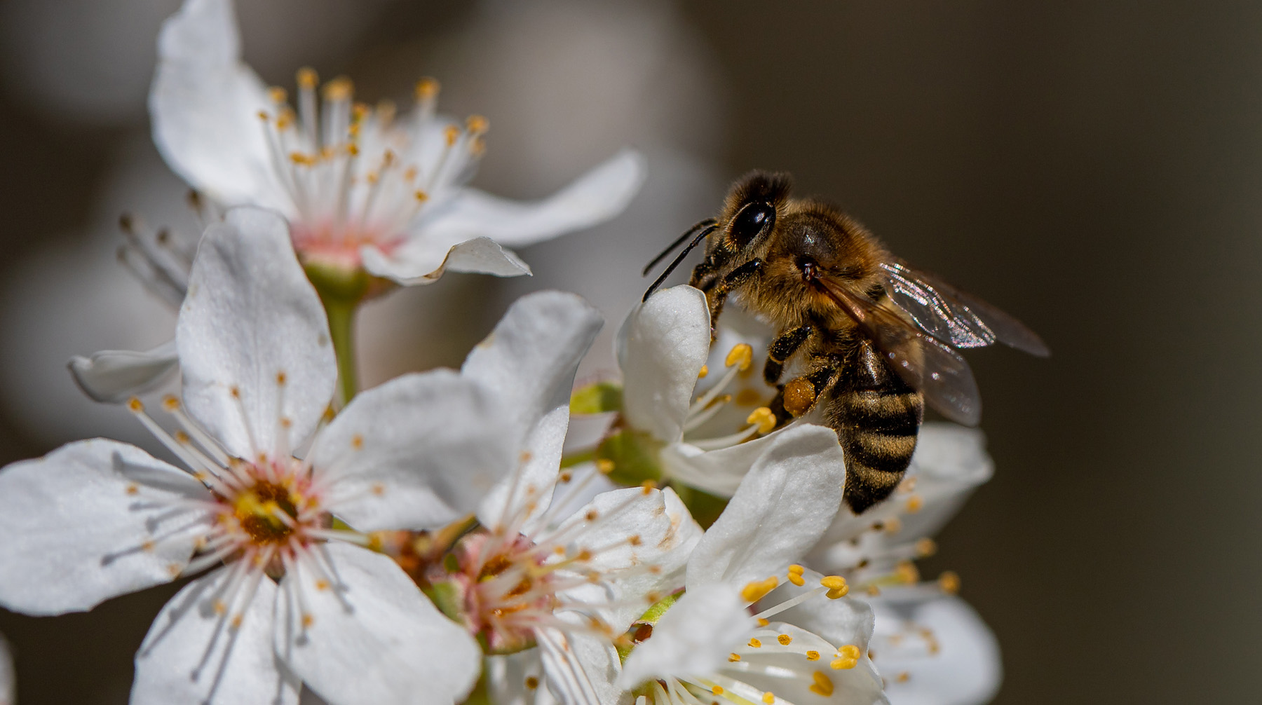 Pollen sammeln 