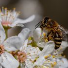 Pollen sammeln 