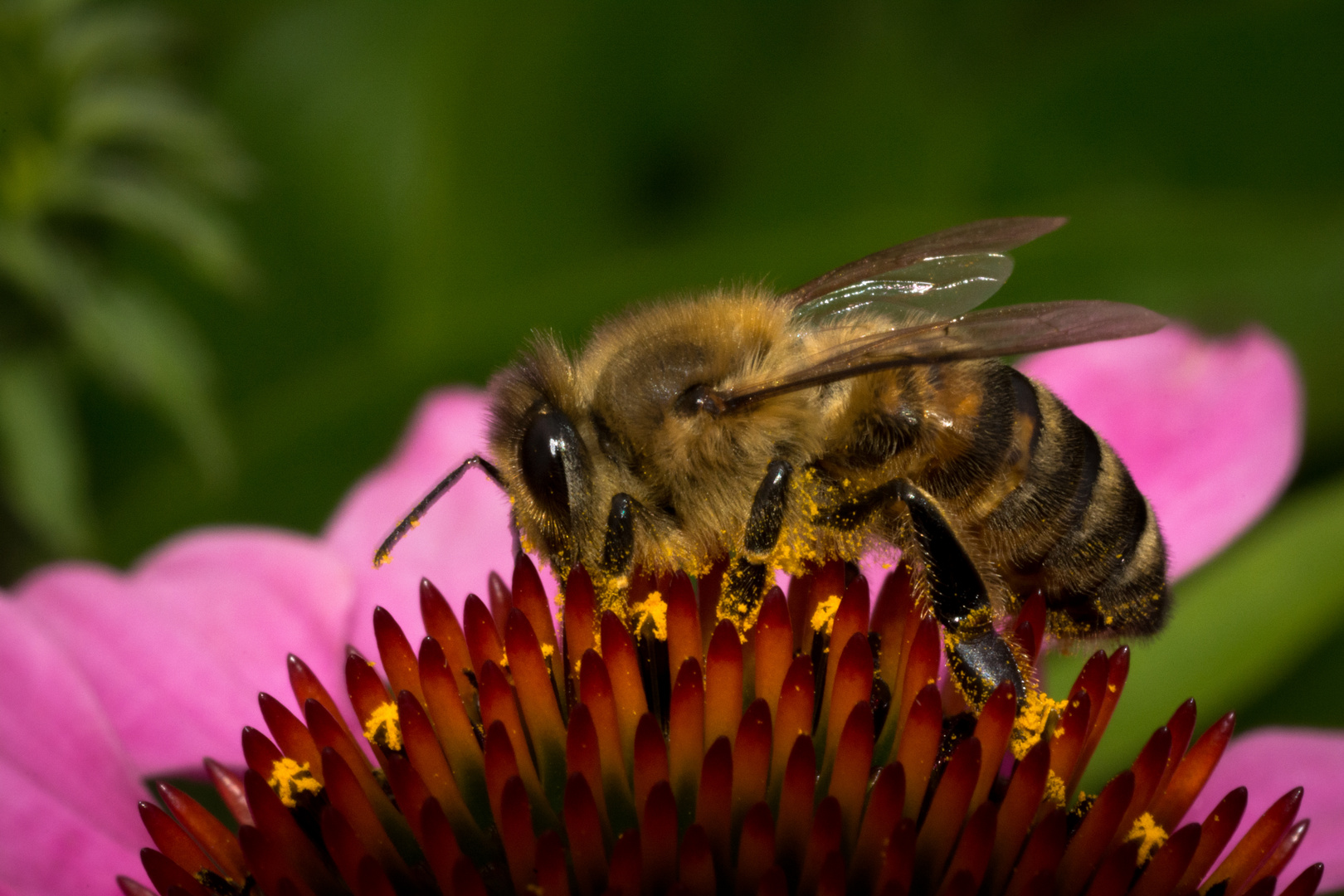 Pollen sammeln