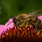 Pollen sammeln