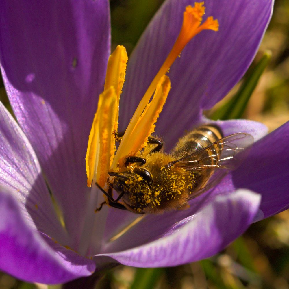 Pollen sammeln...