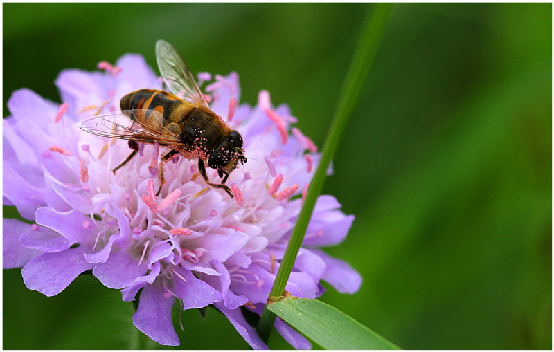 Pollen sammeln ....