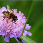 Pollen sammeln ....