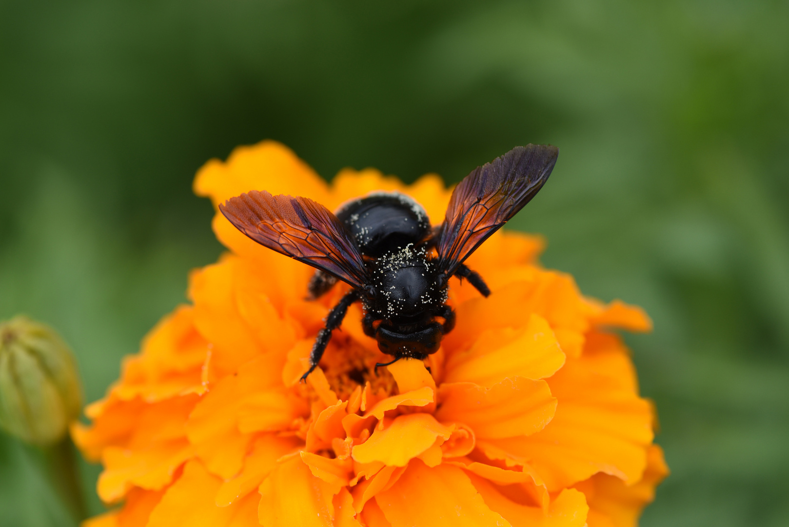 "Pollen sammeln ist ganz einfach, haben sie gesagt. Von klebrig hat keiner ...