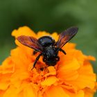 "Pollen sammeln ist ganz einfach, haben sie gesagt. Von klebrig hat keiner ...