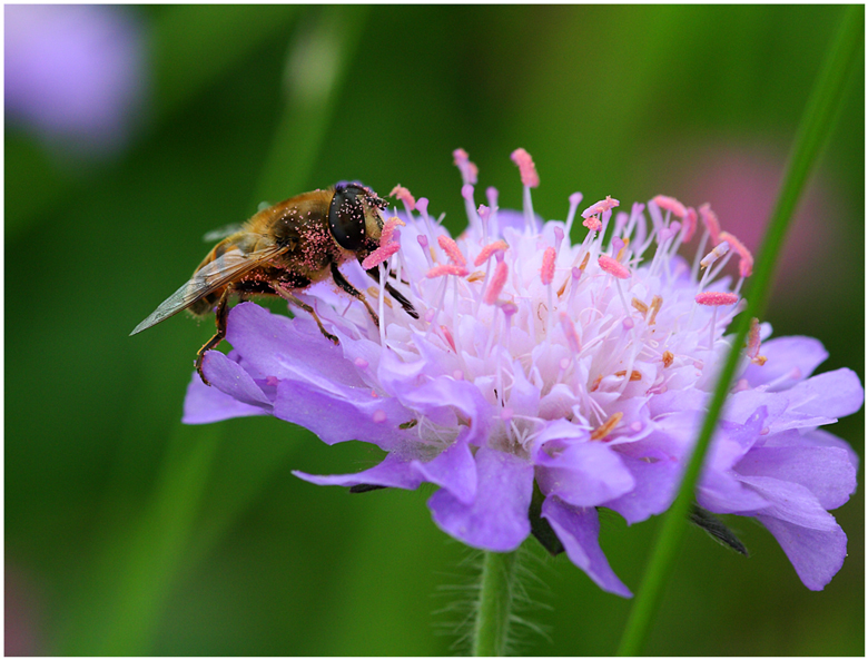 Pollen sammeln (ll) ....