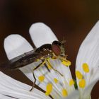 Pollen schlecken - Gemeine Langbauchschwebfliege an Sternmiere