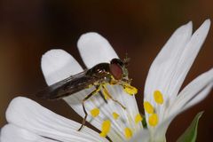 Pollen schlecken - Gemeine Langbauchschwebfliege an Sternmiere