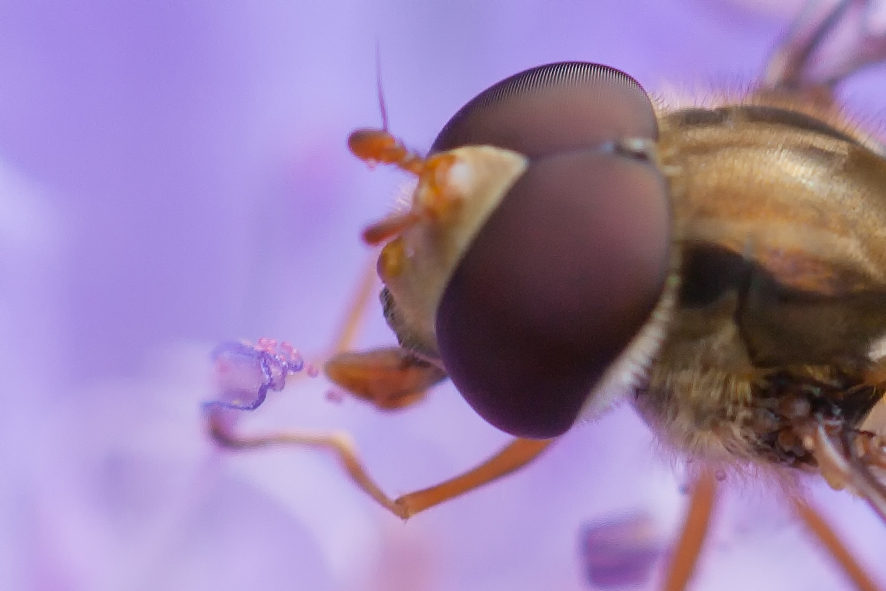 Pollen schlürfen -2-