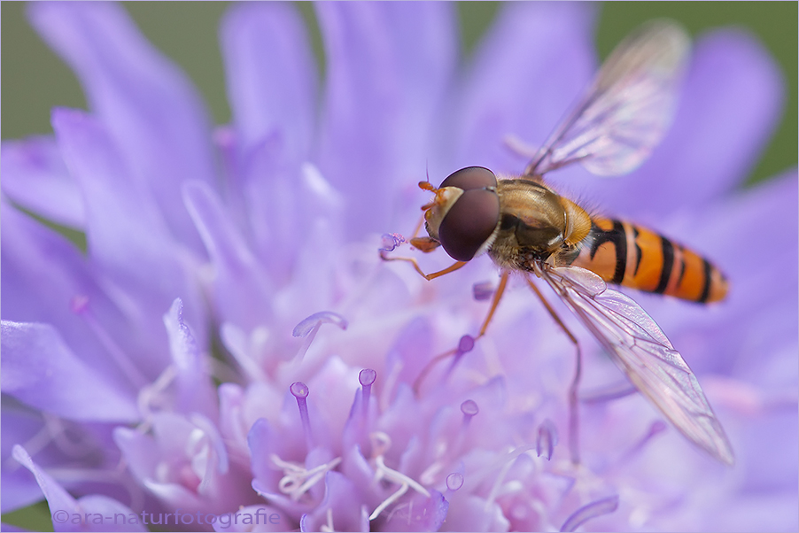 Pollen schlürfen - pollen sip