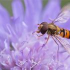 Pollen schlürfen - pollen sip