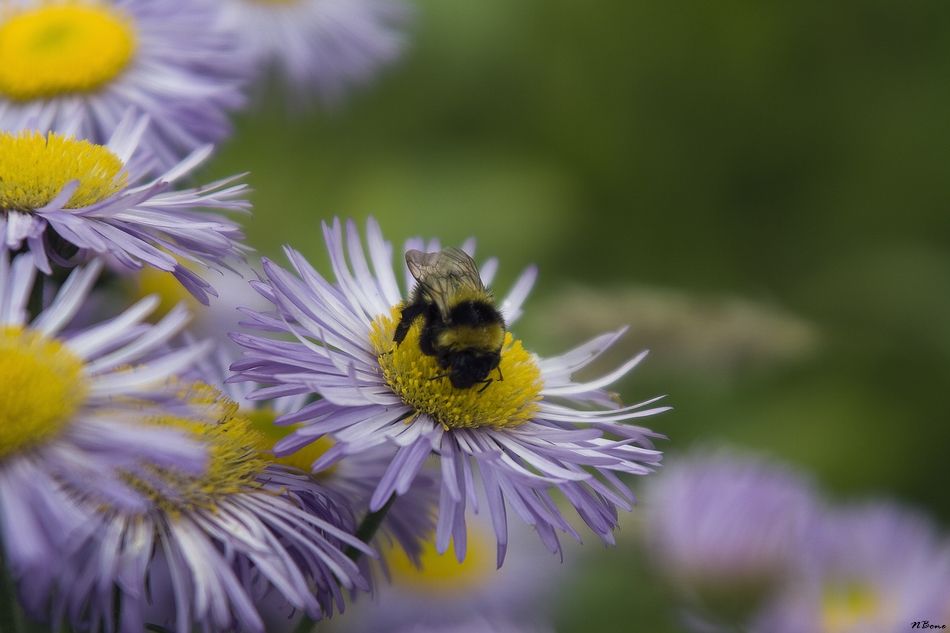 pollen shopping