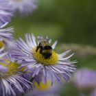 pollen shopping