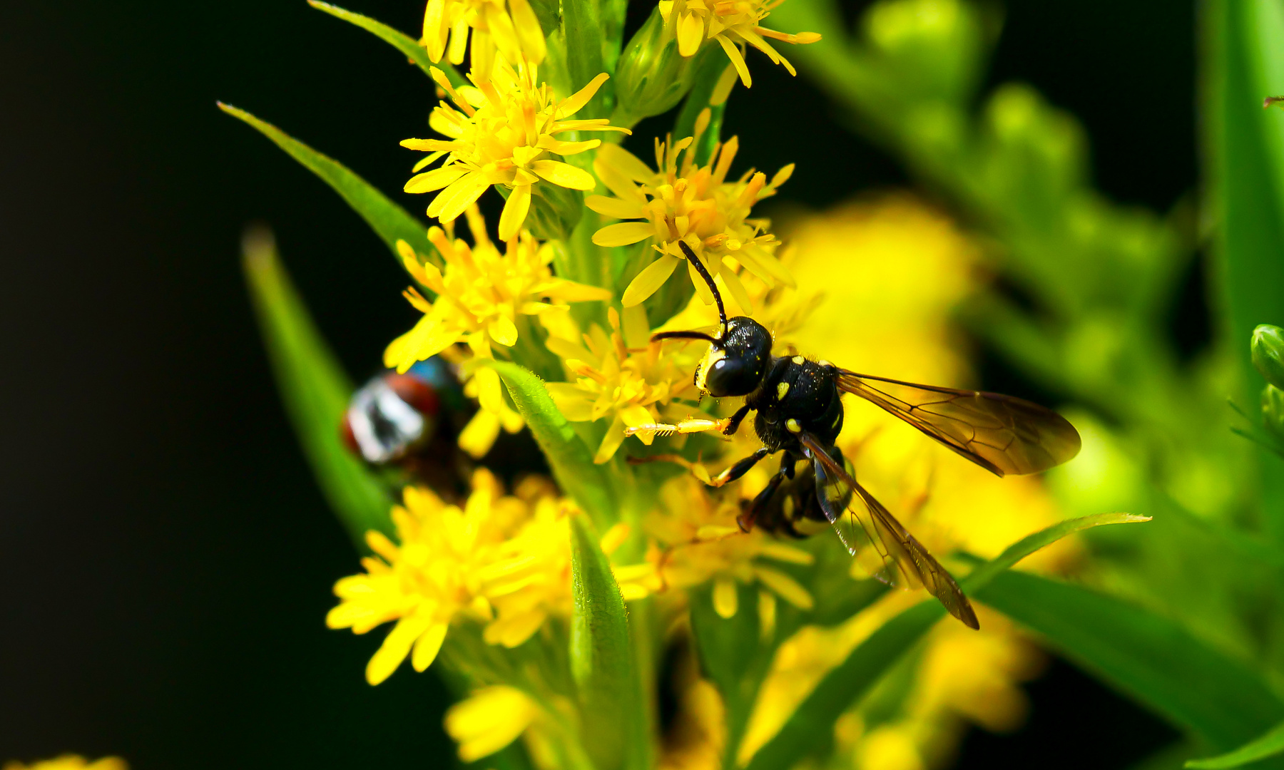 Pollen sind für alle da