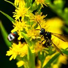 Pollen sind für alle da